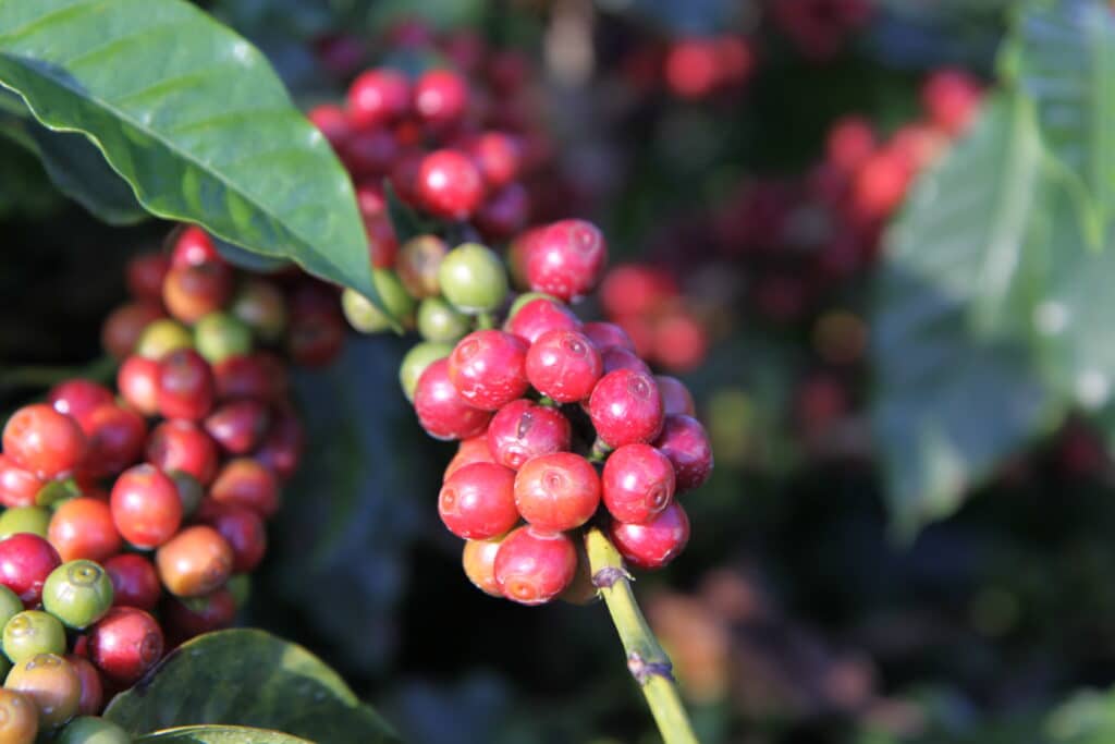 parcours_du_café_cerises